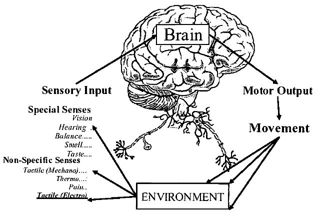 黑科技帮助盲人重新“看见”世界---Brainport专利分析
